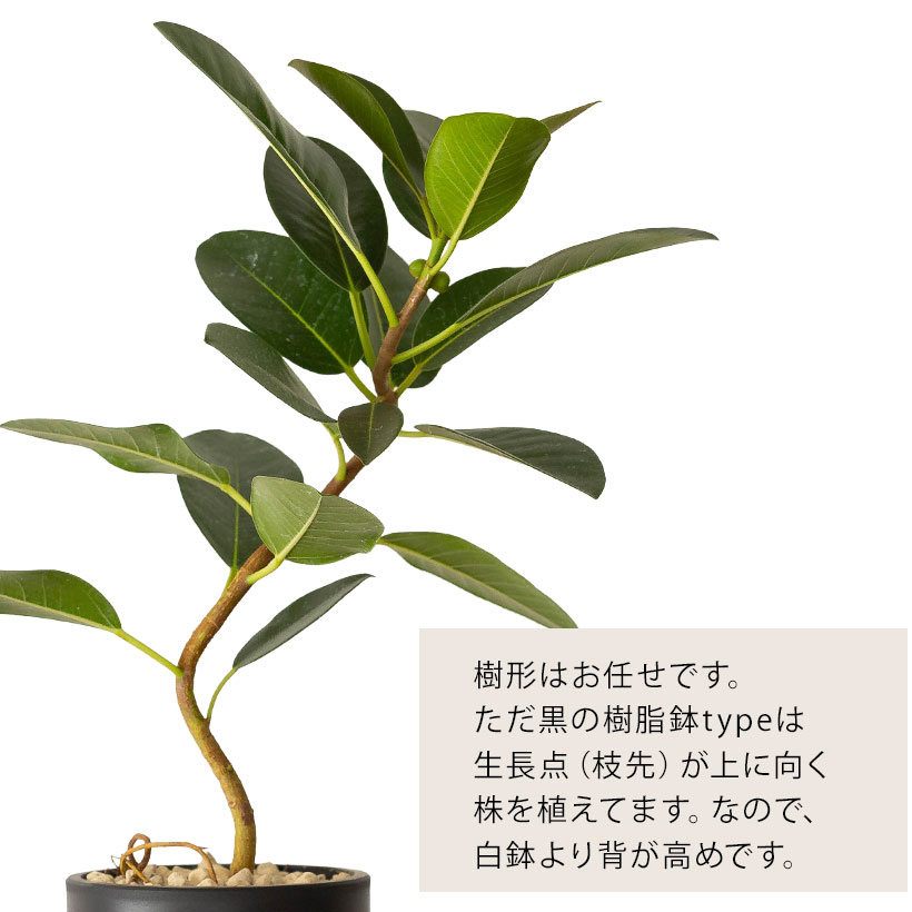 フランスゴムの木（別名フィカス・ルビギノーサ）育て方付き