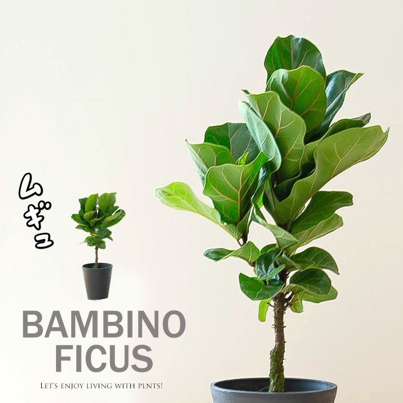 カシワバゴム・バンビーノ成長遅い大きくなりにくいフィカス