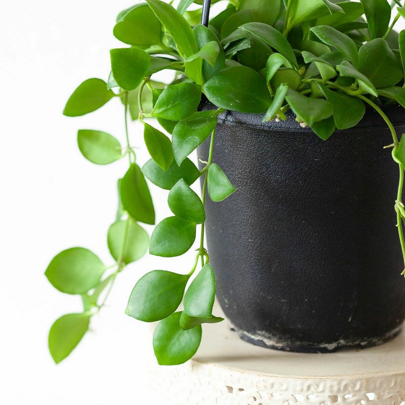 ホヤヘウスケリア－ナ（ピンク）小葉が可愛く花が咲きやすい品種