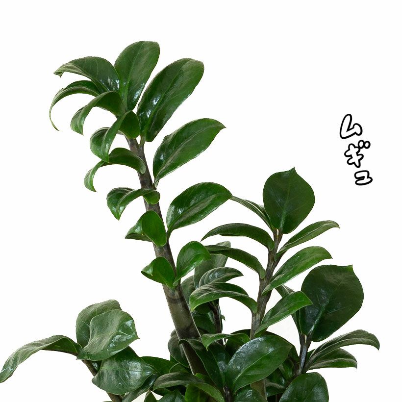 陰に強い（玄関にもお勧め）観葉植物ザミオクルカス・ゼンジー