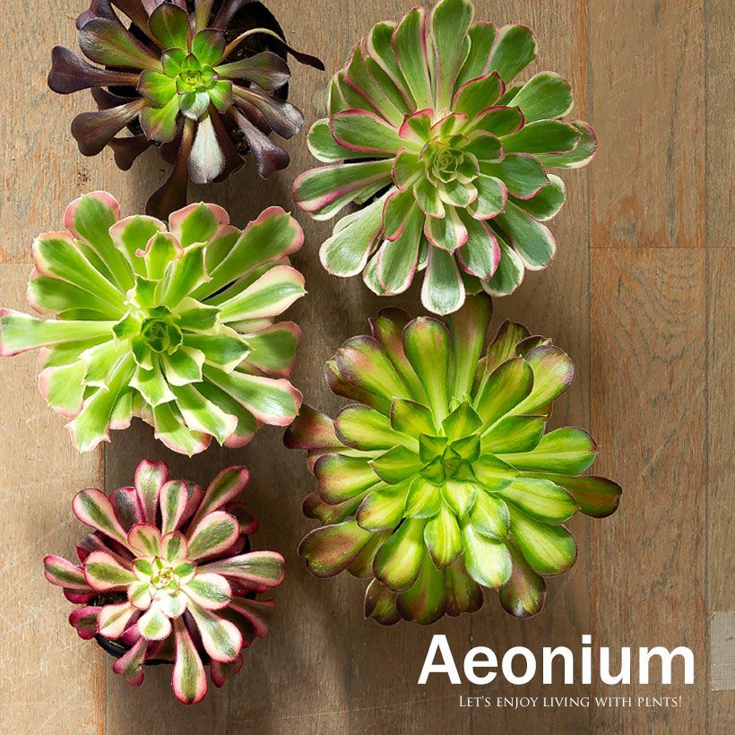 セダム・レッドベリー｜虹の玉に比べ矮性で美しい多肉植物