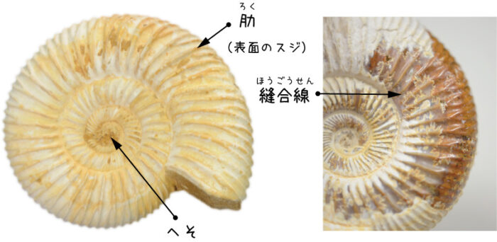 御船町恐竜博物館 | 貸出し化石：No.1_アンモナイト