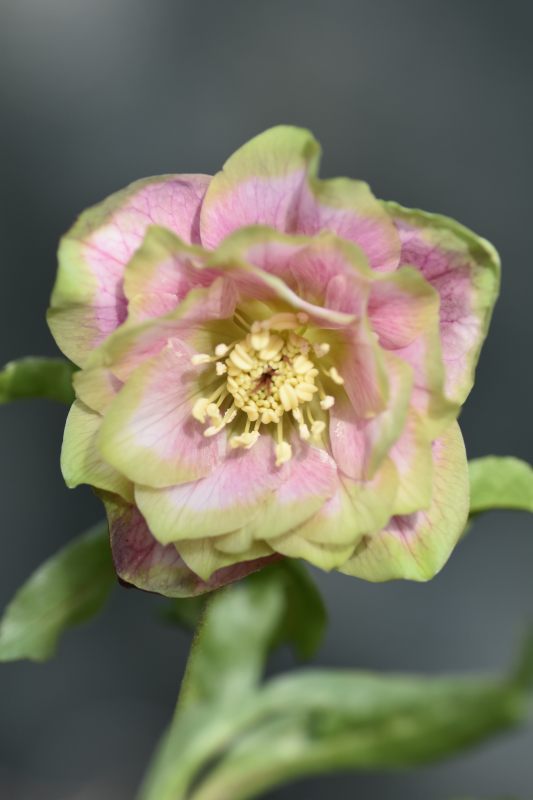 DD濃いピンクグリーンリップ 桜利休 No/23105 【2番花】 - 花工房 mi