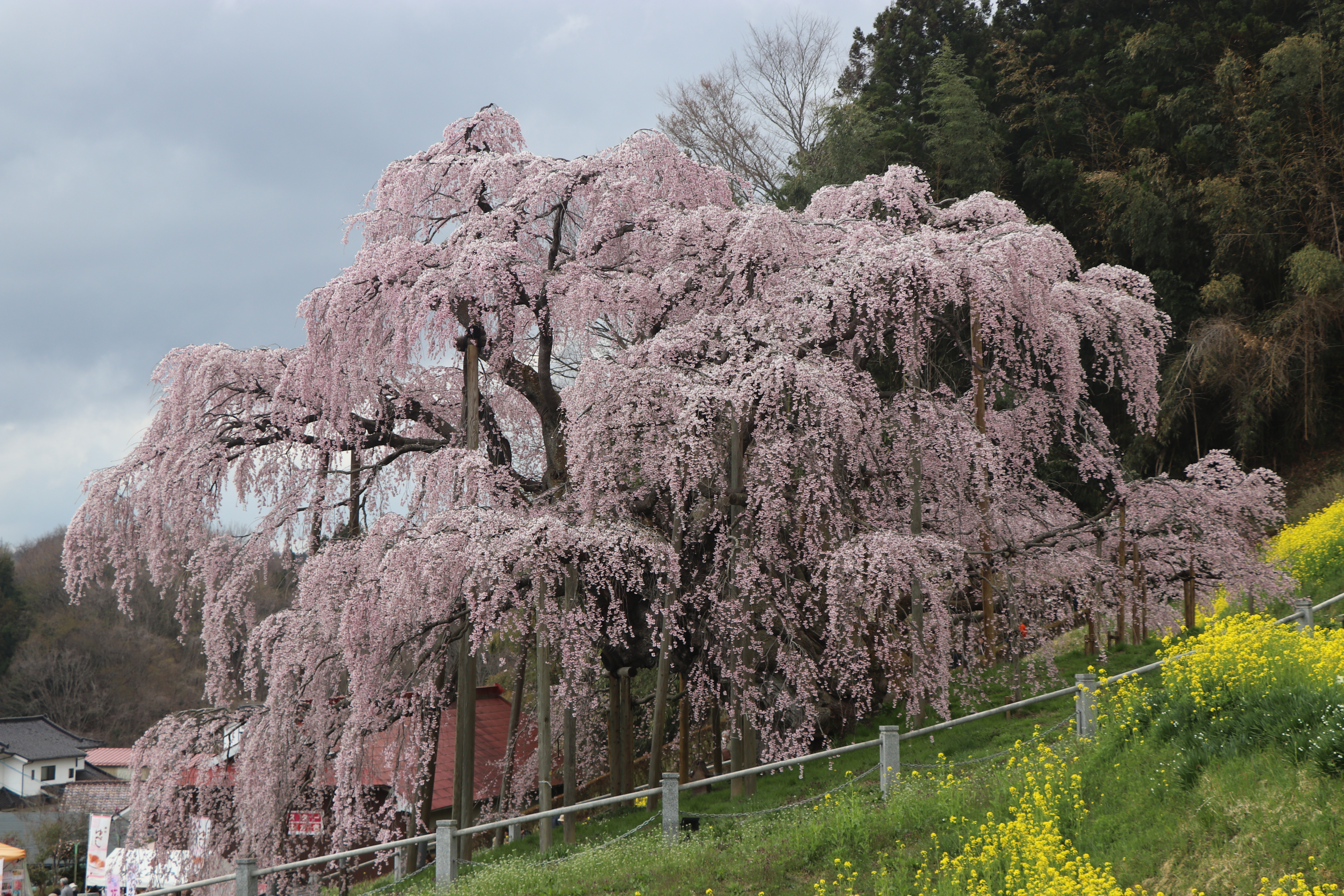 2025年 滝桜の状況（4月15日）10：00頃 | Find！三春 【みはる観光協会