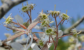アメリカザイフリボク Amelanchier canadensis バラ科 Rosaceae