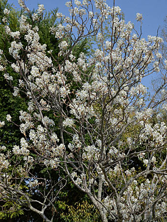 アメリカザイフリボク Amelanchier canadensis バラ科 Rosaceae
