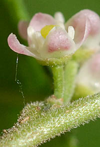 ウメモドキ Ilex serrata モチノキ科 Aquifoliaceae モチノキ属 三河の