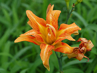 ヤブカンゾウ Hemerocallis fulva ツルボラン科 Asphodelaceae