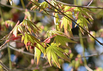 ヤマモミジ Acer palmatum ムクロジ科 Sapindaceae カエデ属 三河の
