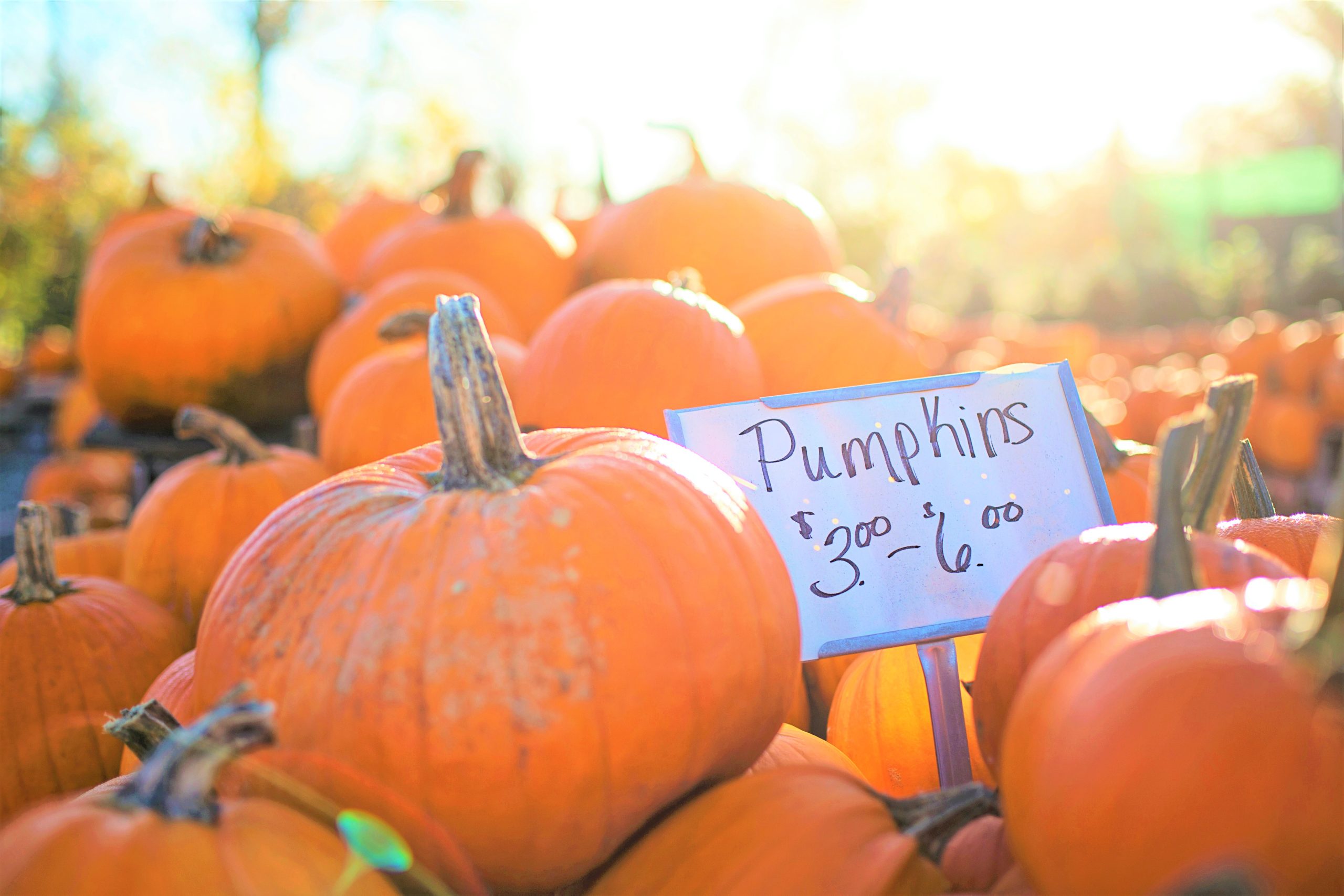 かぼちゃとパンプキンの違い】英語？pumpkin？ | パウンドケーキ専門店