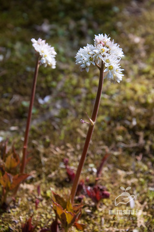 タンチョウソウ（イワヤツデ）