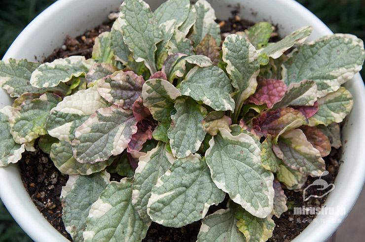 セイヨウジュウニヒトエ（アジュガ）