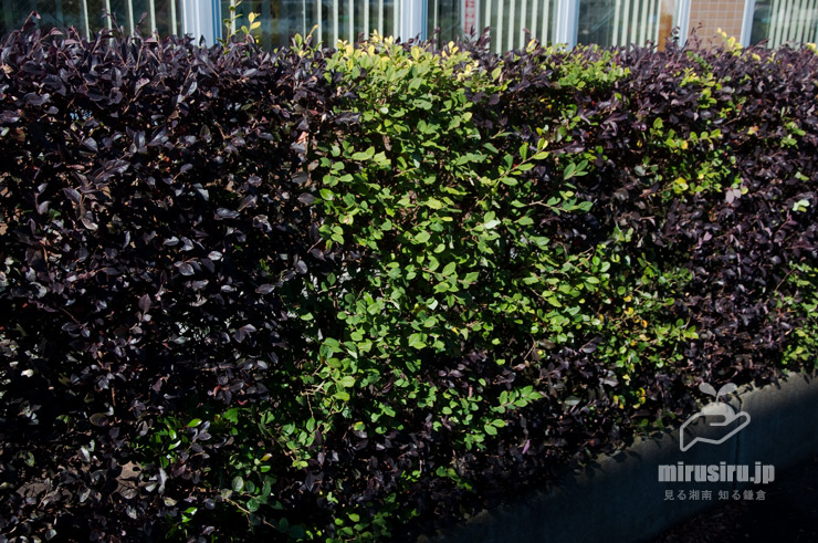 トキワマンサク