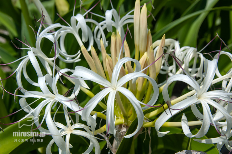 ハマユウ（ハマオモト）