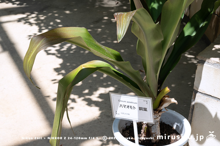 ハマユウ（ハマオモト）