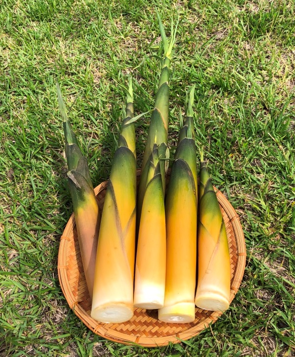 株）いおう『筍山オーナー』募集！！ | 鹿児島県三島村鹿児島県三島村