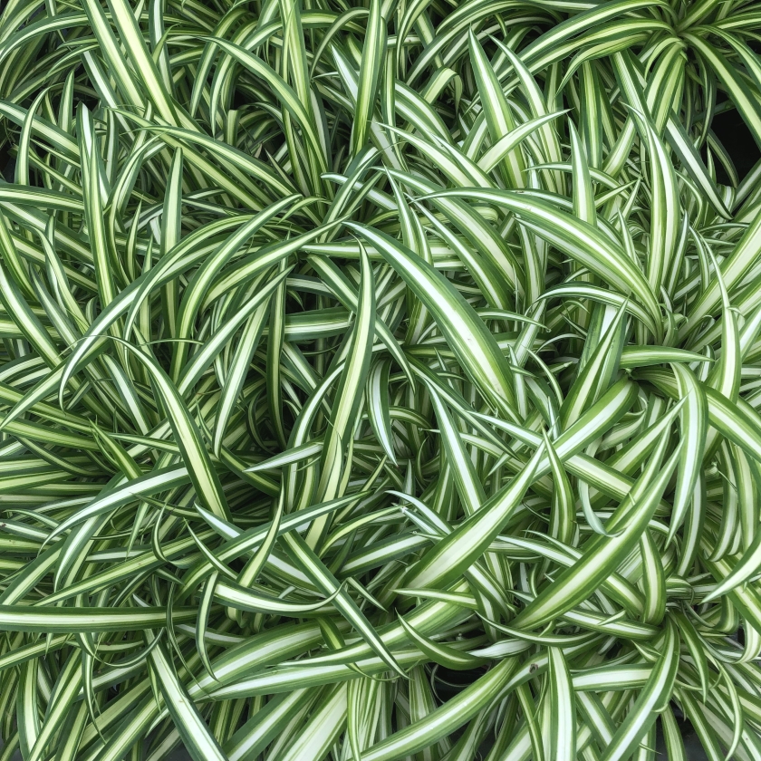 ナカフヒロハオリヅルラン | 植物辞典 | 三浦園芸