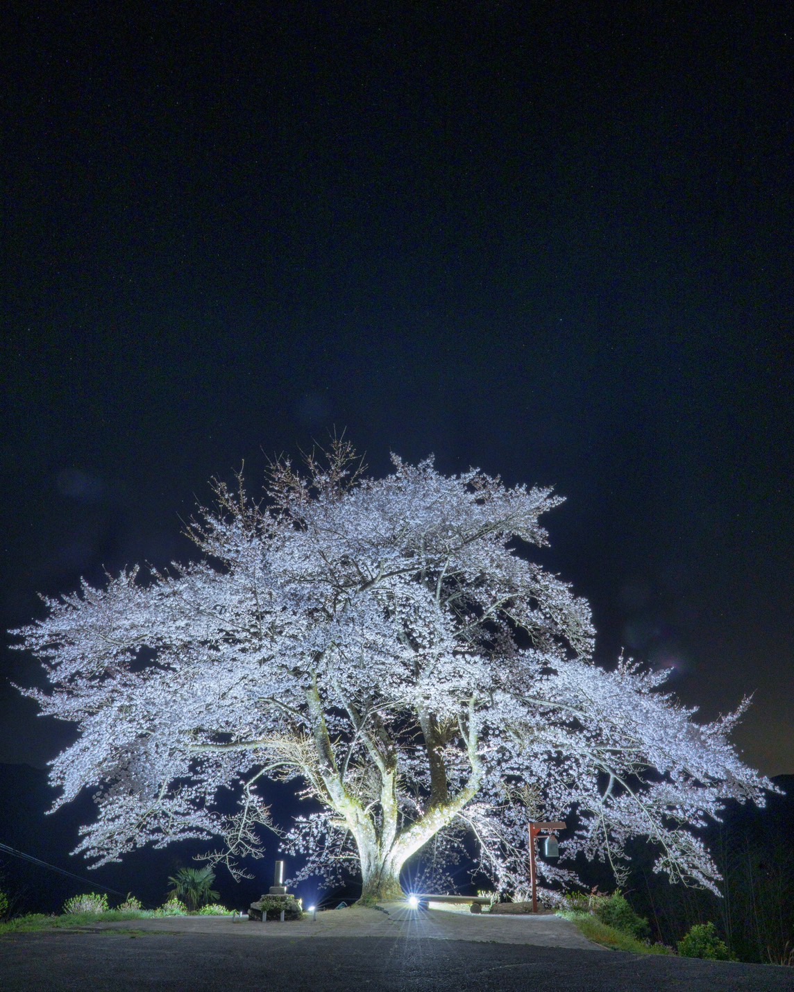 信正の一本桜 | 大歩危祖谷ナビ＜三好市公式観光サイト＞