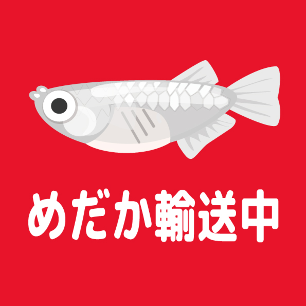 長崎県 西彼杵郡 時津町|メダカ販売メダカ販売 めだか通販-水辺のラボ