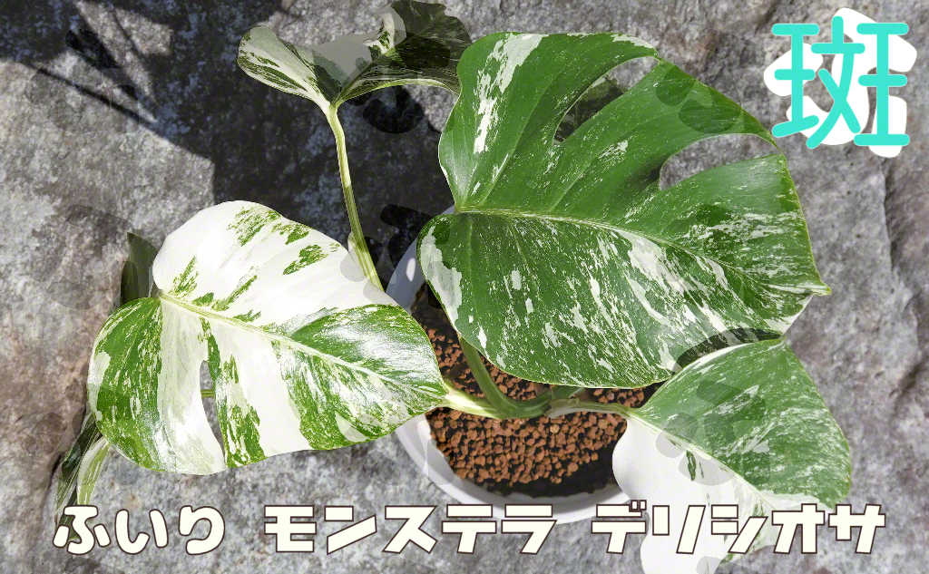 珍しい斑入り植物の図鑑】 斑入りモンステラ モンステラ・デリシオサ