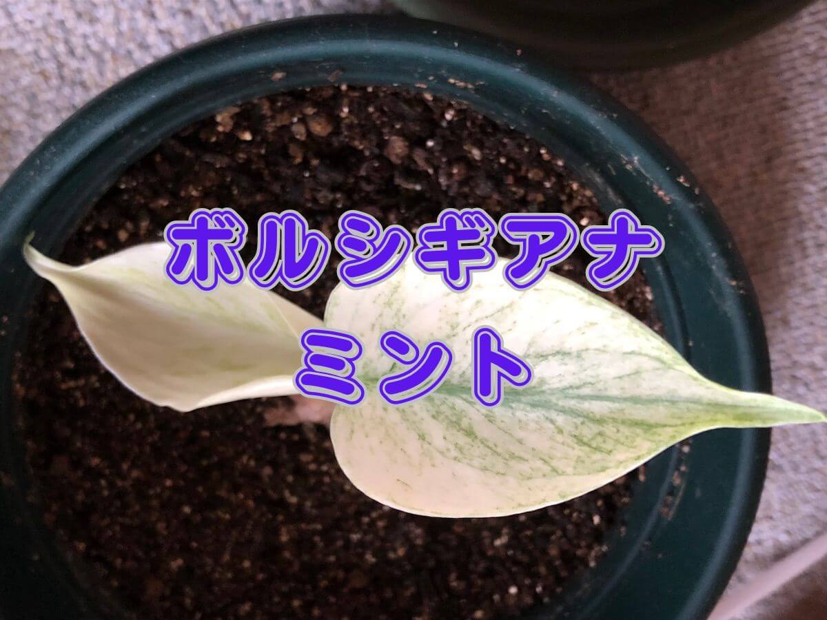 ボルシギアナ ミントの栽培 | 斑入りモンステラの種類と育て方の説明書