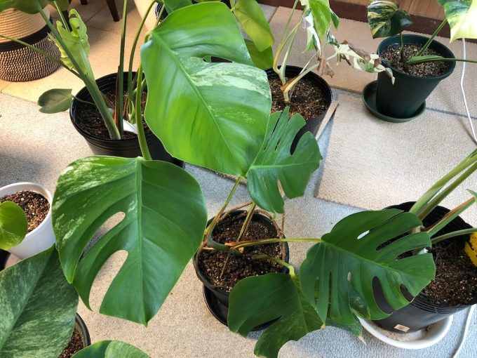 白斑から緑斑に変わるモンステラ セブブルーミント | 斑入りモンステラ