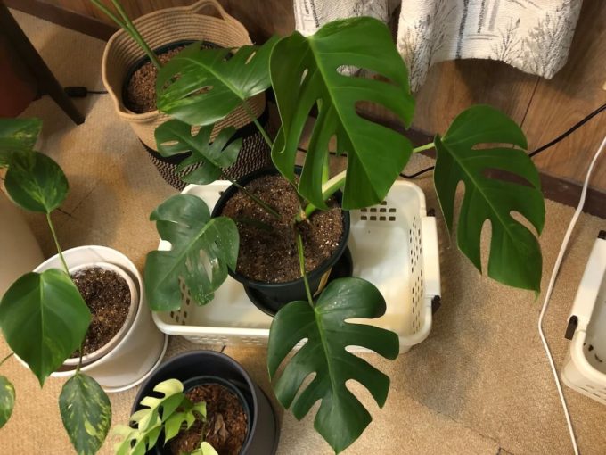 白斑から緑斑に変わるモンステラ セブブルーミント | 斑入りモンステラ