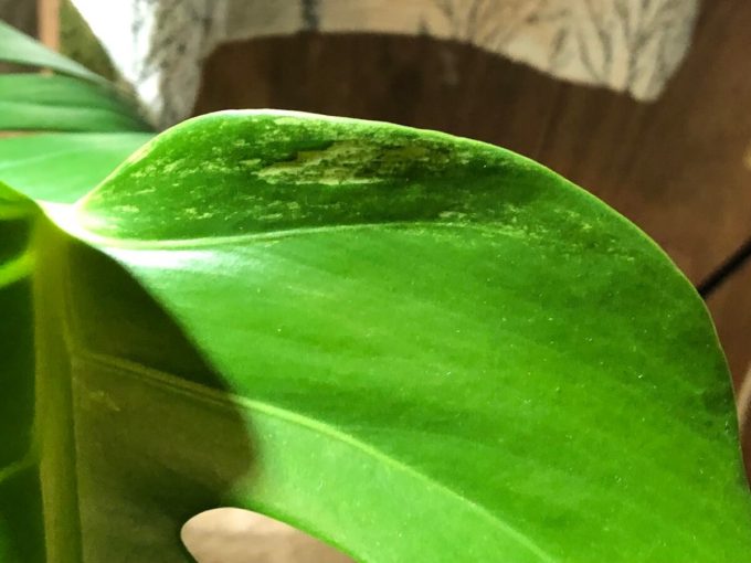 白斑から緑斑に変わるモンステラ セブブルーミント | 斑入りモンステラ