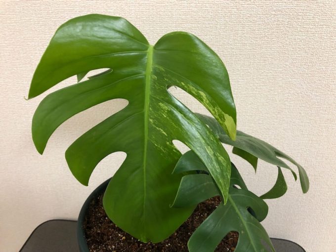 白斑から緑斑に変わるモンステラ セブブルーミント | 斑入りモンステラ