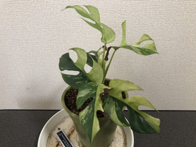 テトラスペルマ『パラゴン』はいろんな斑入りがあって楽しい