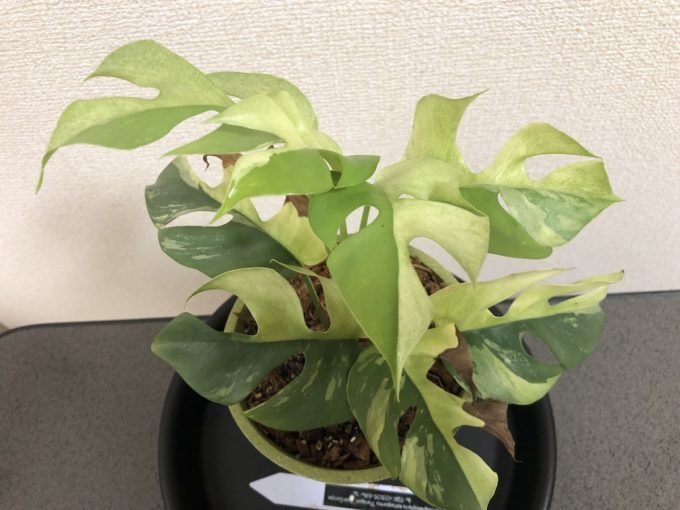 テトラスペルマ『パラゴン』はいろんな斑入りがあって楽しい