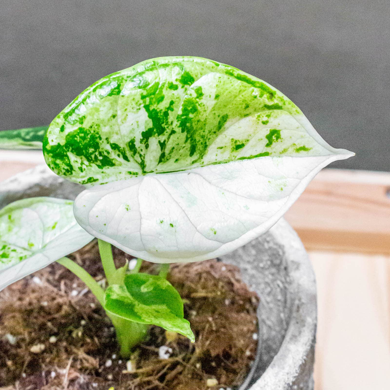 Alocasia Dragon Scale Variegata - Moai Jungle - Több, mint