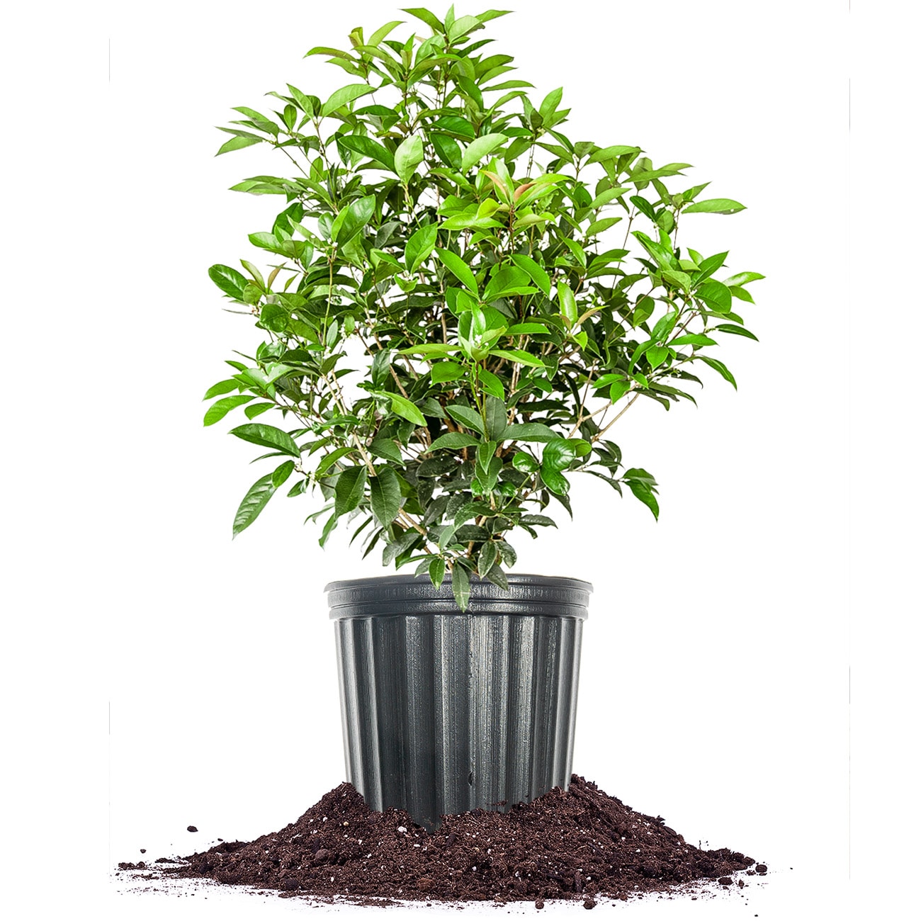 Perfect Plants White Tea Olive Flowering Shrub in 5-Gallon (s) Pot