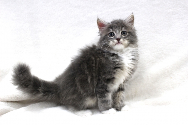 mofoo ～モフー～お洒落 猫生活マガジン～