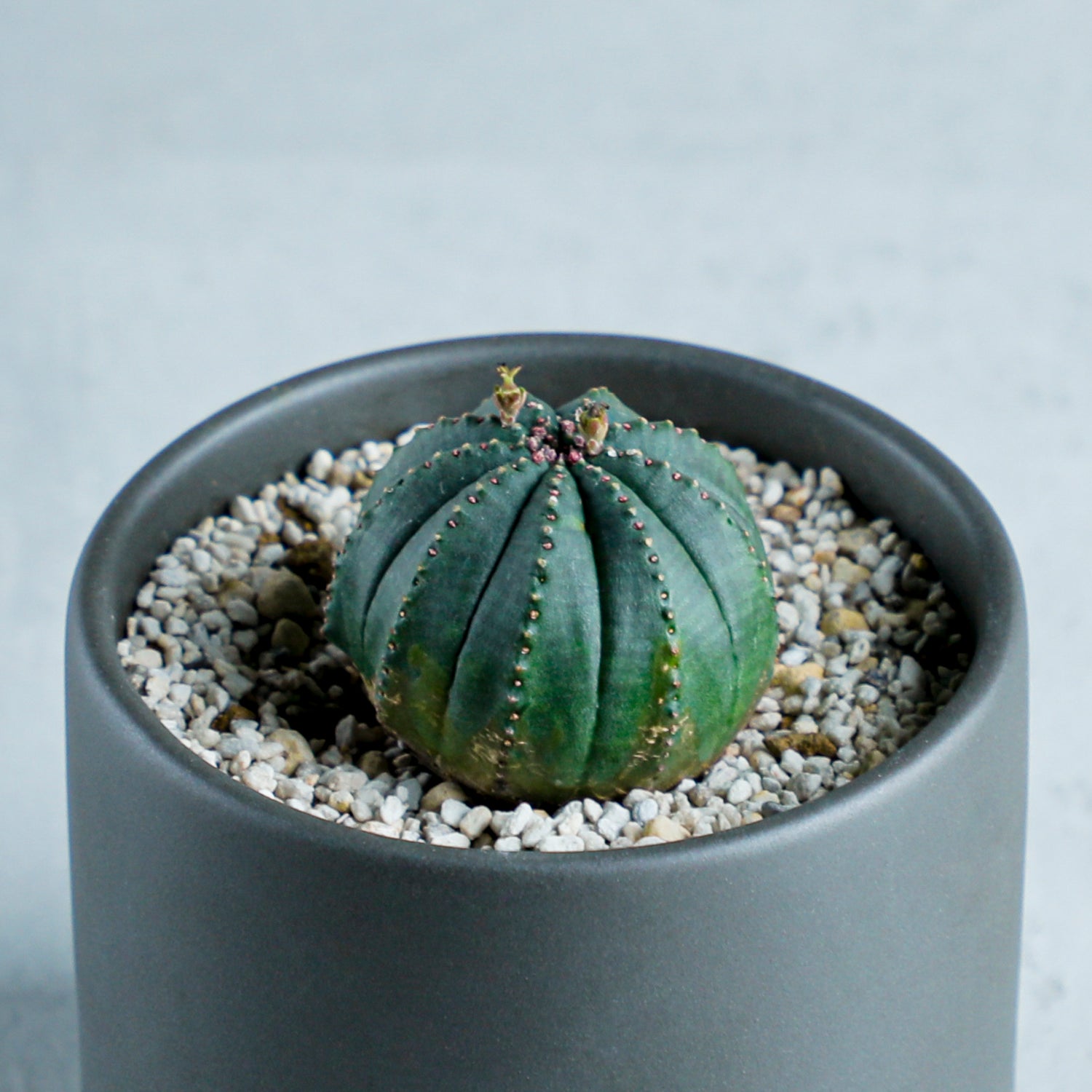 ユーフォルビア オベサ梵天 – MOLLIS