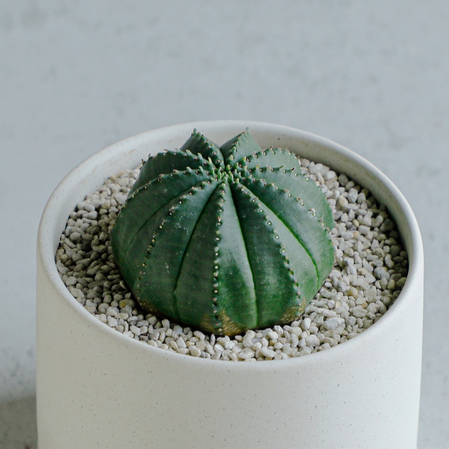 ユーフォルビア オベサ梵天 – MOLLIS