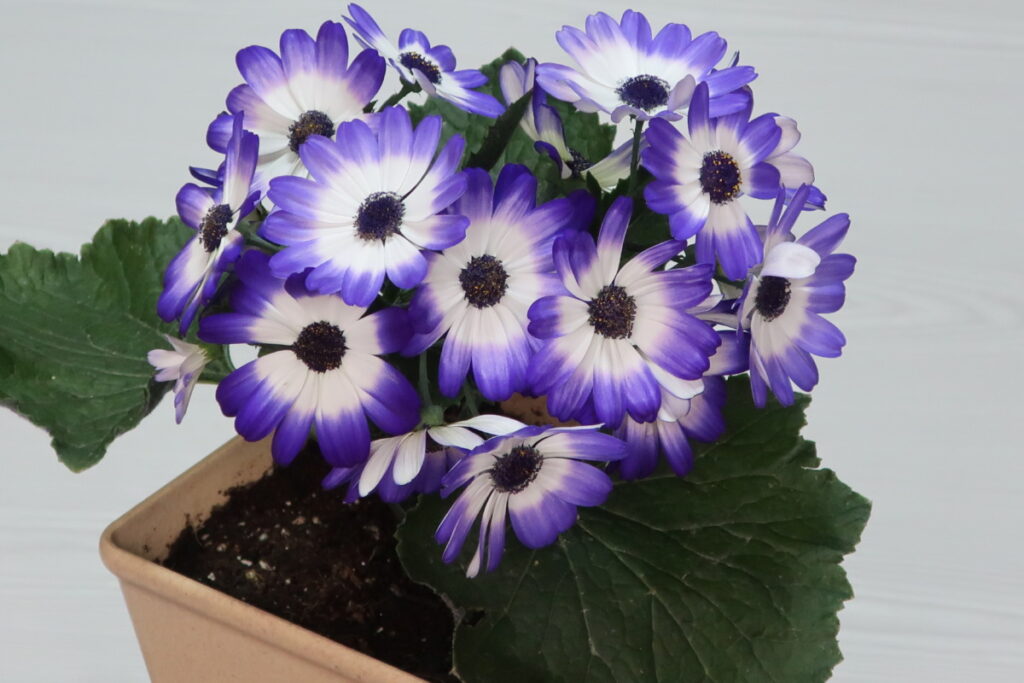 サイネリア｜カラフルな花がドーム型に咲き、鉢花としても人気