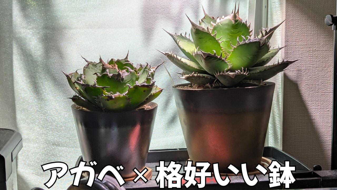 アガベの植え替え、めちゃカッコイイ美濃焼の植木鉢を紹介！