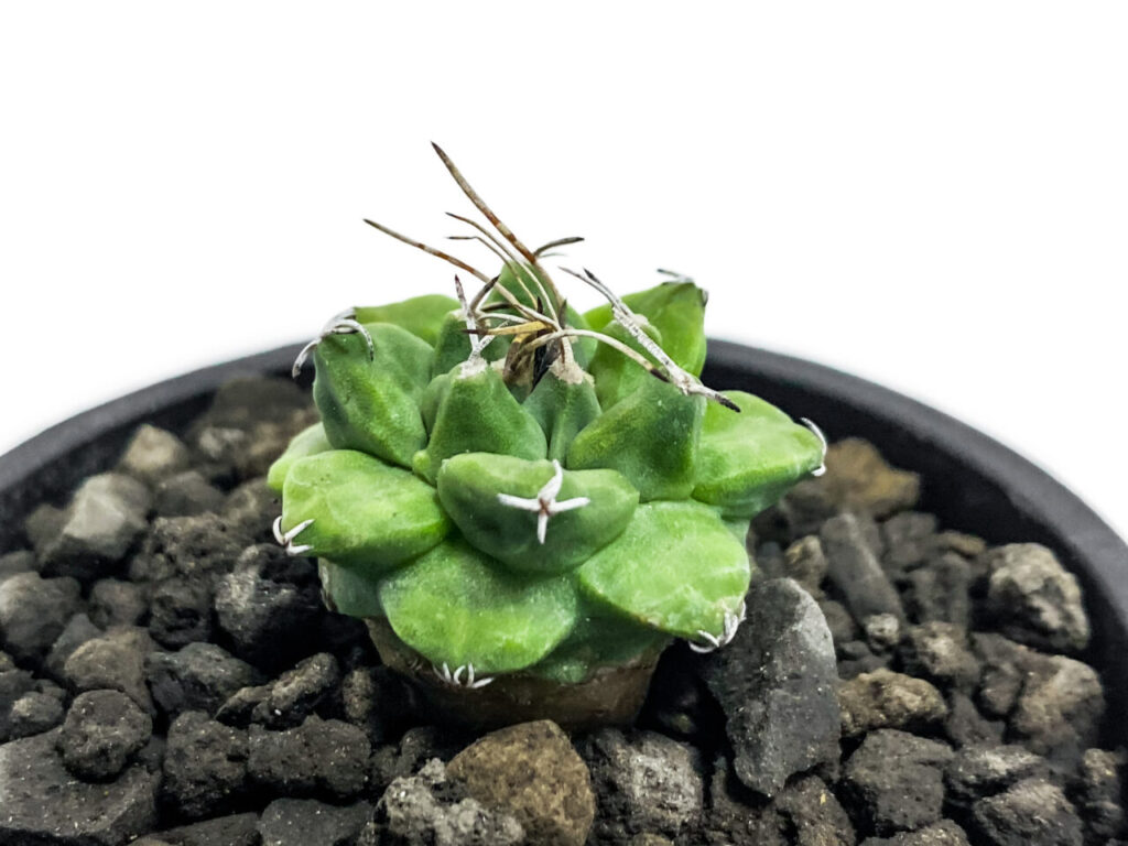 ツルビニカルプス・アロンソイを植え替えたッ！！珍しいロゼット型の