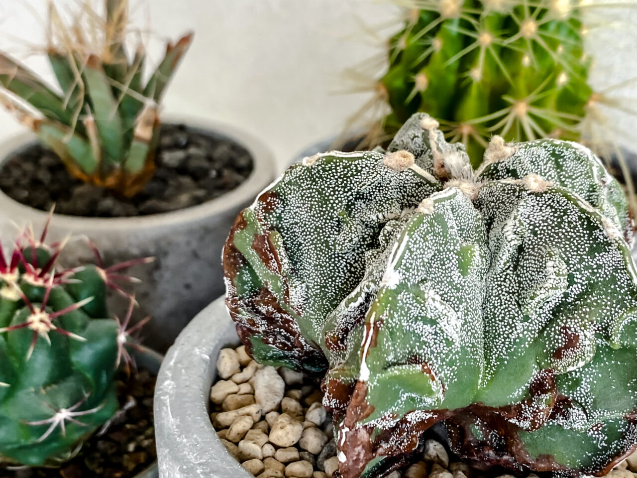 複隆鸞鳳玉が茶色くなってきたんだがっ！？ | もすレコ。