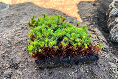 送料無料】杉苔並品8枚入り×10箱セット（約8平米） | 苔の販売専門店