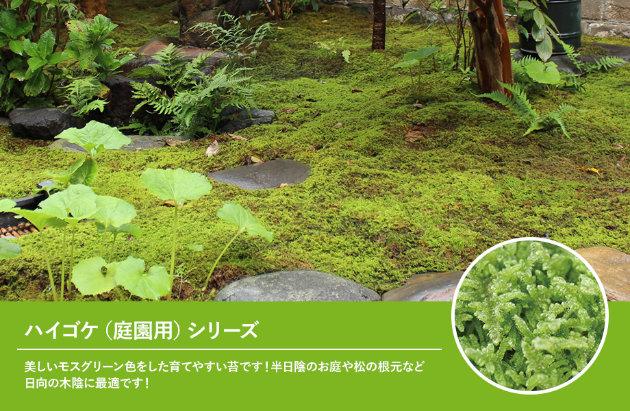 ハイゴケ大トレー(390×580mm) | 苔の販売専門店モスファーム