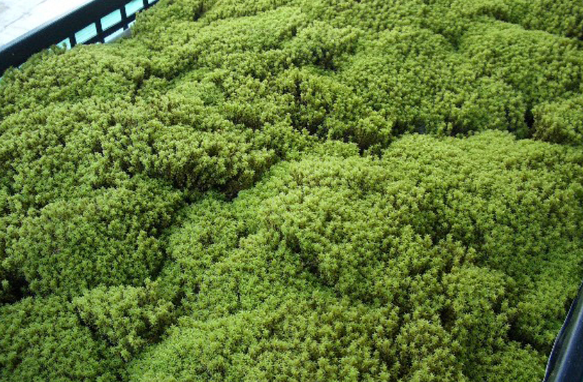 ハサミでカットできる！】スナゴケ 約1平米セット マットタイプ(庭園用