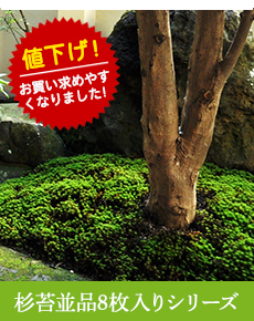 スナゴケミニパック（M1）(222×143mm) | 苔の販売専門店モスファーム