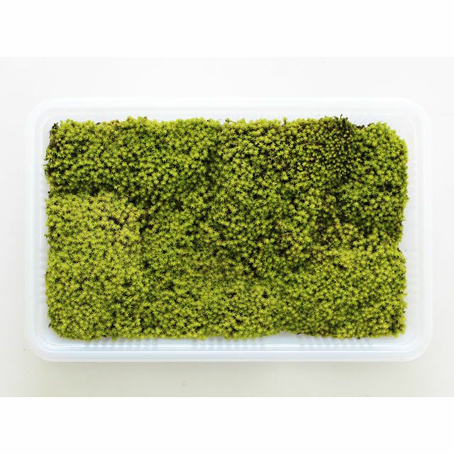 000000000093-01-m.jpg?t=