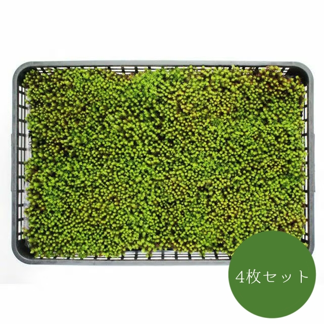 大トレーシリーズ | 苔の販売専門店モスファーム