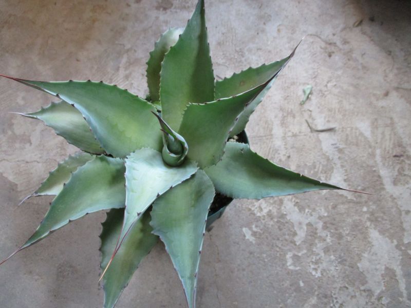 アガベ オバティフォリア 'バンジー' - Mother