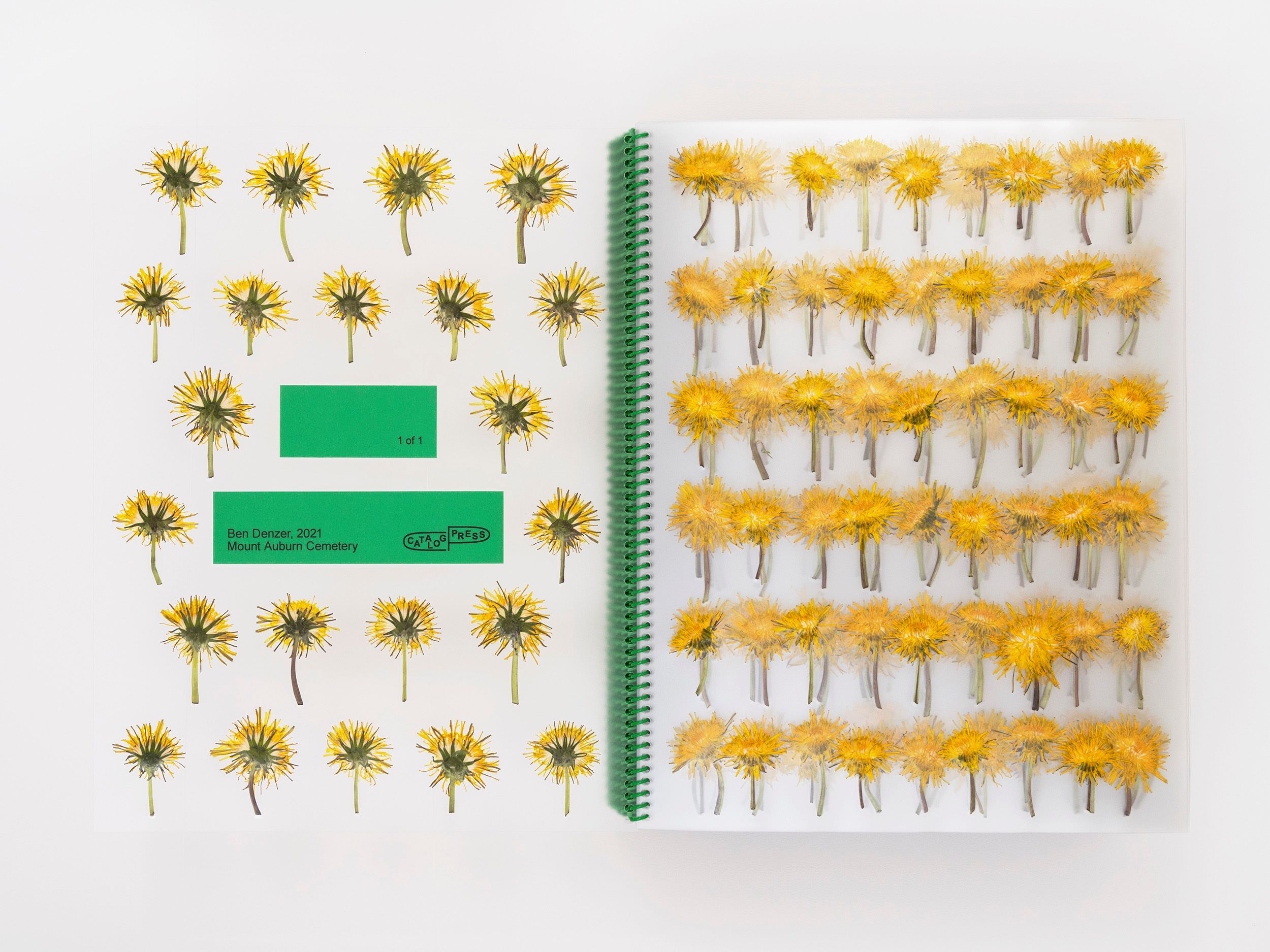 Documenting Dandelions: Artist Ben Denzer Catalogs Springtime