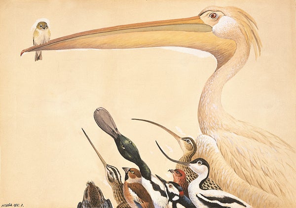 神奈川県】美しくて精密で愛らしい「生態画」の世界@神奈川県立生命の