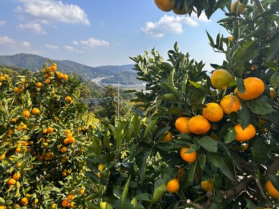 内藤園 みかん狩り(神奈川県)の情報｜ウォーカープラス